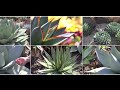 Six Great Agaves for Your Garden, with Kelly Griffin