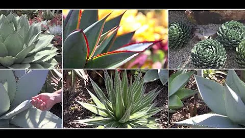 Six Great Agaves for Your Garden, with Kelly Griffin