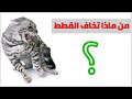 أكثر 7 أشياء تخاف منها القطط