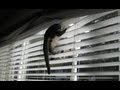 Wacky descent of crazy cat in blinds