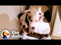 Pittie Won&#39;t Leave His Long-Lost Brother&#39;s Side Ever Again | The Dodo