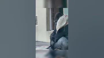 Shabani And Annie Gorilla Gorillababy Fyp Fypシ Viral Foryoupage Zoo Family Family 