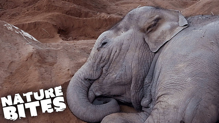 Baby Elephant Dies From Rare Illness | The Secret Life of the Zoo | Nature Bites