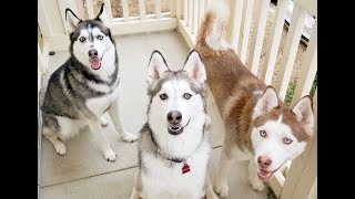 HUSKIES CAN'T WAIT FOR DAD TO COME HOME|TALKING HUSKIES
