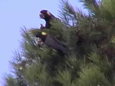 Yellow Tailed Black Cockatoos feeding on Pine Cone...