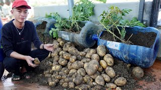 Why Do Potatoes Grown In Plastic Cans Have So Many Tubers? Here Is The Answer