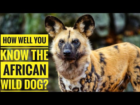 African Wild Dog || Description, Characteristics and Facts!