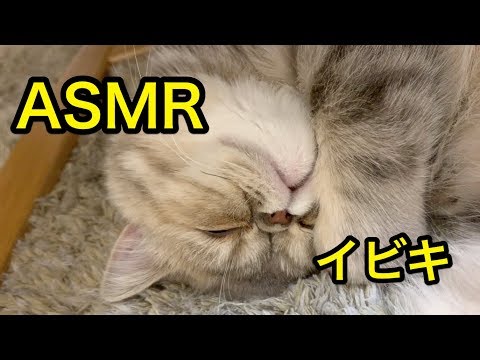 【ASMR】子猫の寝息とイビキの音  the sound of a kitten's sleep【猫】【かわいい】【エキゾチックショートヘア】