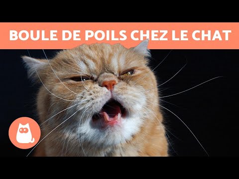 Vidéo: Boules De Poils De Chat - Boules De Poils Chez Les Chats - Traiter Les Boules De Poils Du Chat