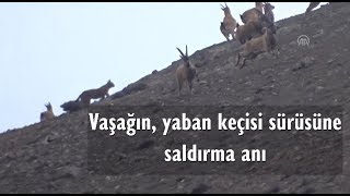 Erzincan'da vaşağın, yaban keçisi sürüsüne saldırma anı kamerayla kaydedildi