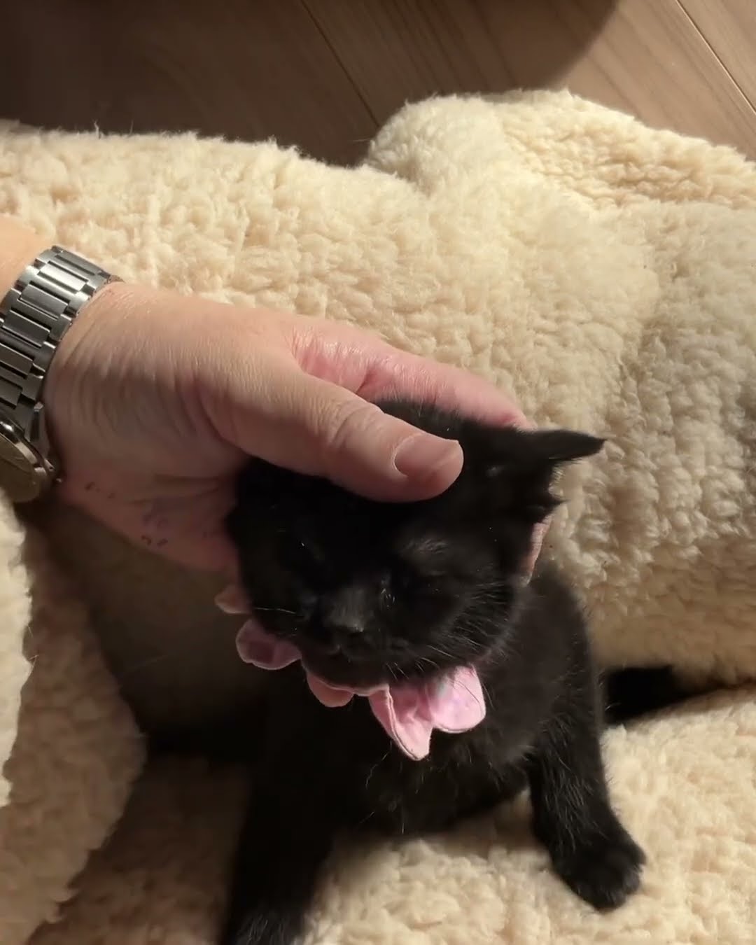 Bébé chaton  noire