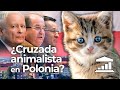 POLONIA: ¿Pueden los derechos de los Animales ROMPER la coalición Conservadora? - VisualPolitik