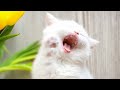  funniest cats and dogss    hilarious animal compilation 369