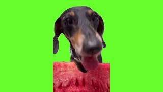 Dog eating meme / green screen #greenscreen #memes #greenscreenvideo #dogmemes