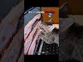 Bro Is Literally Starving💀 #FunnyCats #Phonk #Aura