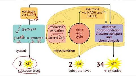 IB Biology 8.2 (Cell Respiration)