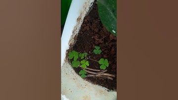 Clover leaf plant or lucky plant