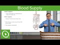 Blood Supply of the Abdominal Wall – Anatomy | Lecturio