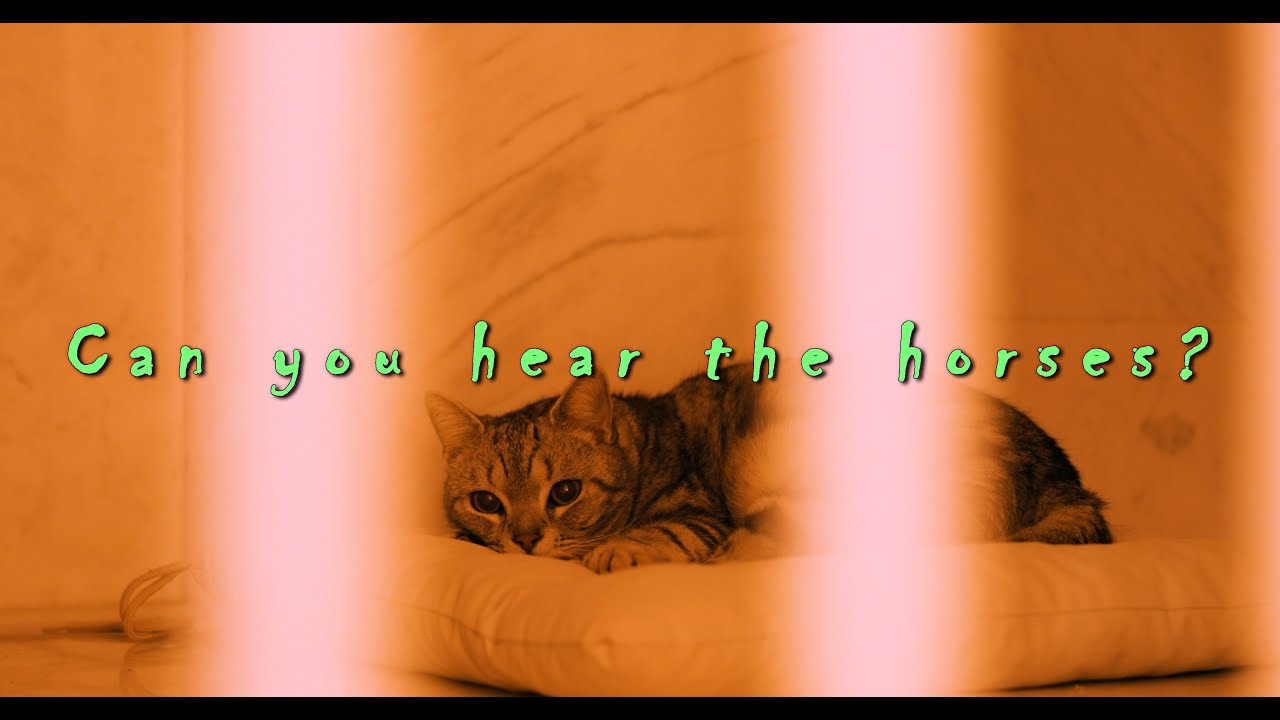 Cat Reaction to Horse Sounds • 4K