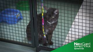How Long Do Cats Live? Presented by NexGard SPECTRA