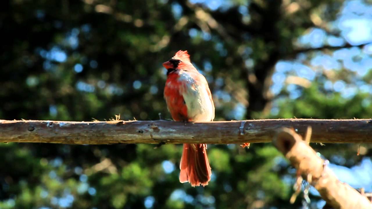 nature kpop Sheik, my bilateral gynandromorph friend.