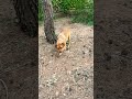 Pine cone and rope hypnosis with guru Egg