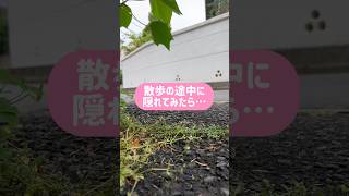柴犬とん君のクン活ルートだった説が拭えない😆　#柴犬　#柴犬とん