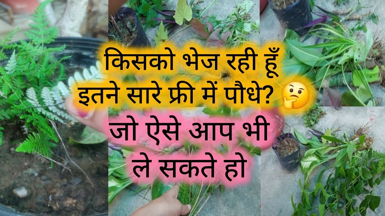 मैने किए बहुत सारे plants exchange 🤩 | किसको भेज रही हु इतने सारे पौधे 🤔🎁🌱 