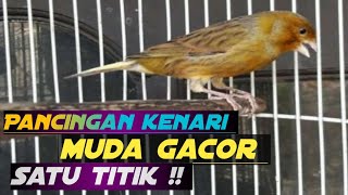 PANCINGAN KENARI MACET BUNYI NGEROL PANJANG SATU TITIK !! 99% AMPUH UNTUK MERESPON KENARI PAUD BUNYI