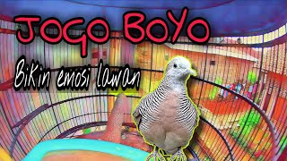 SUARA PERKUTUT KATURANGGAN JOGO BOYO