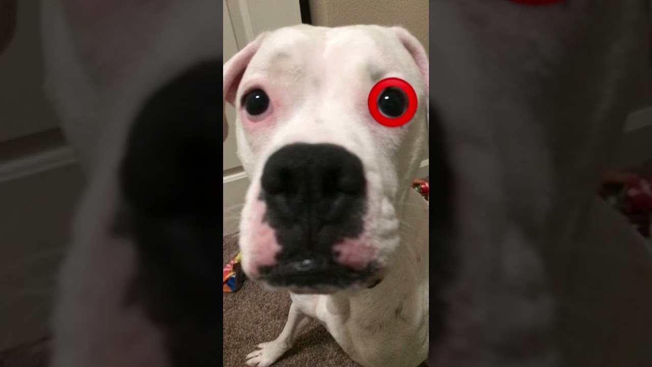 Target dog 🤣