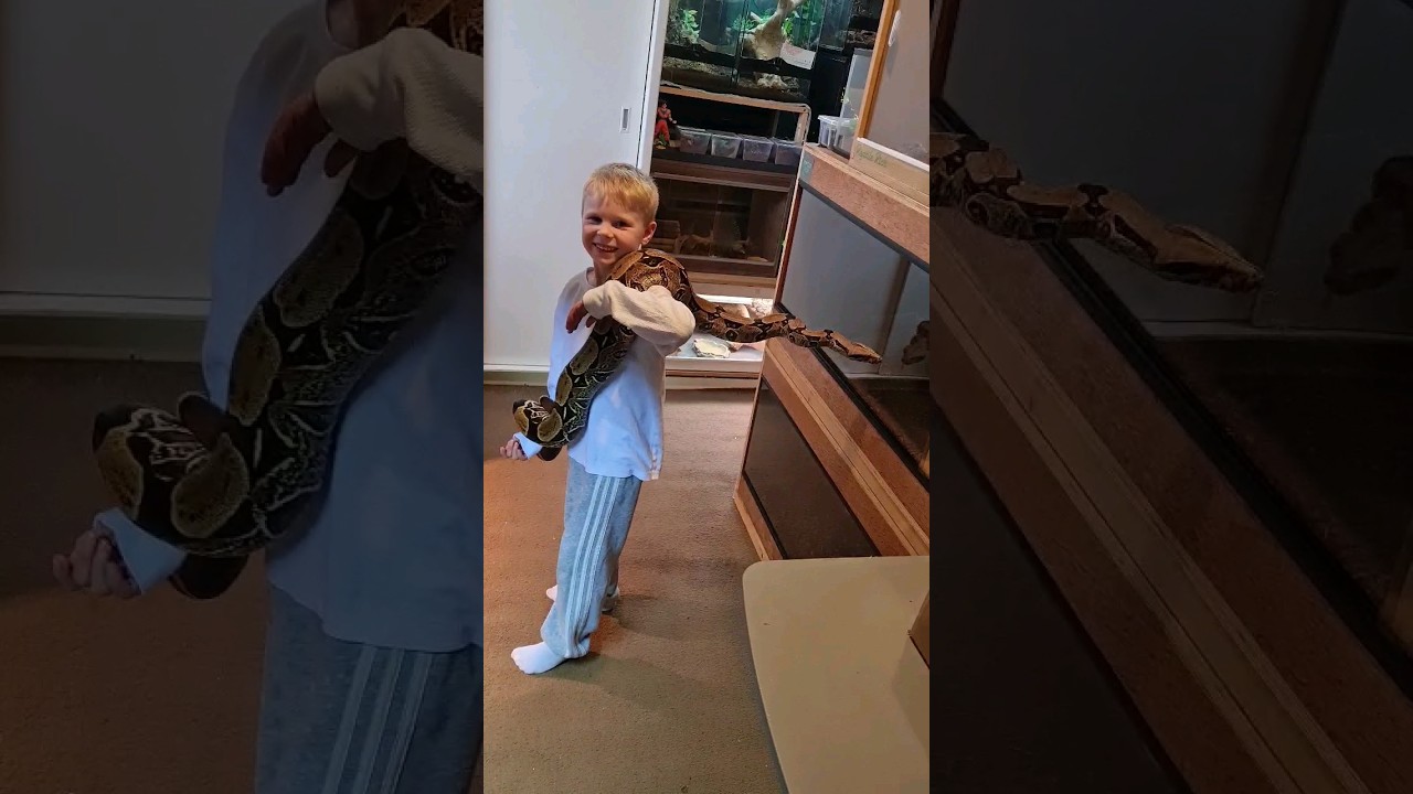 one boy and his red tail boa constrictor 