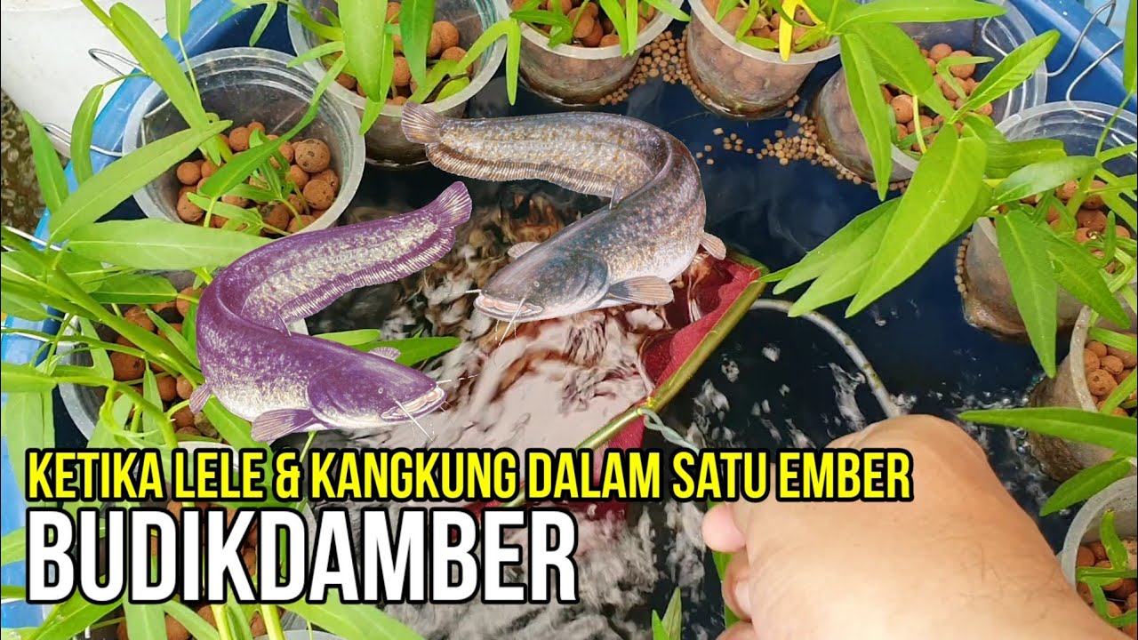 Cara Budidaya Ikan Dalam Ember (BUDIKDAMBER) 