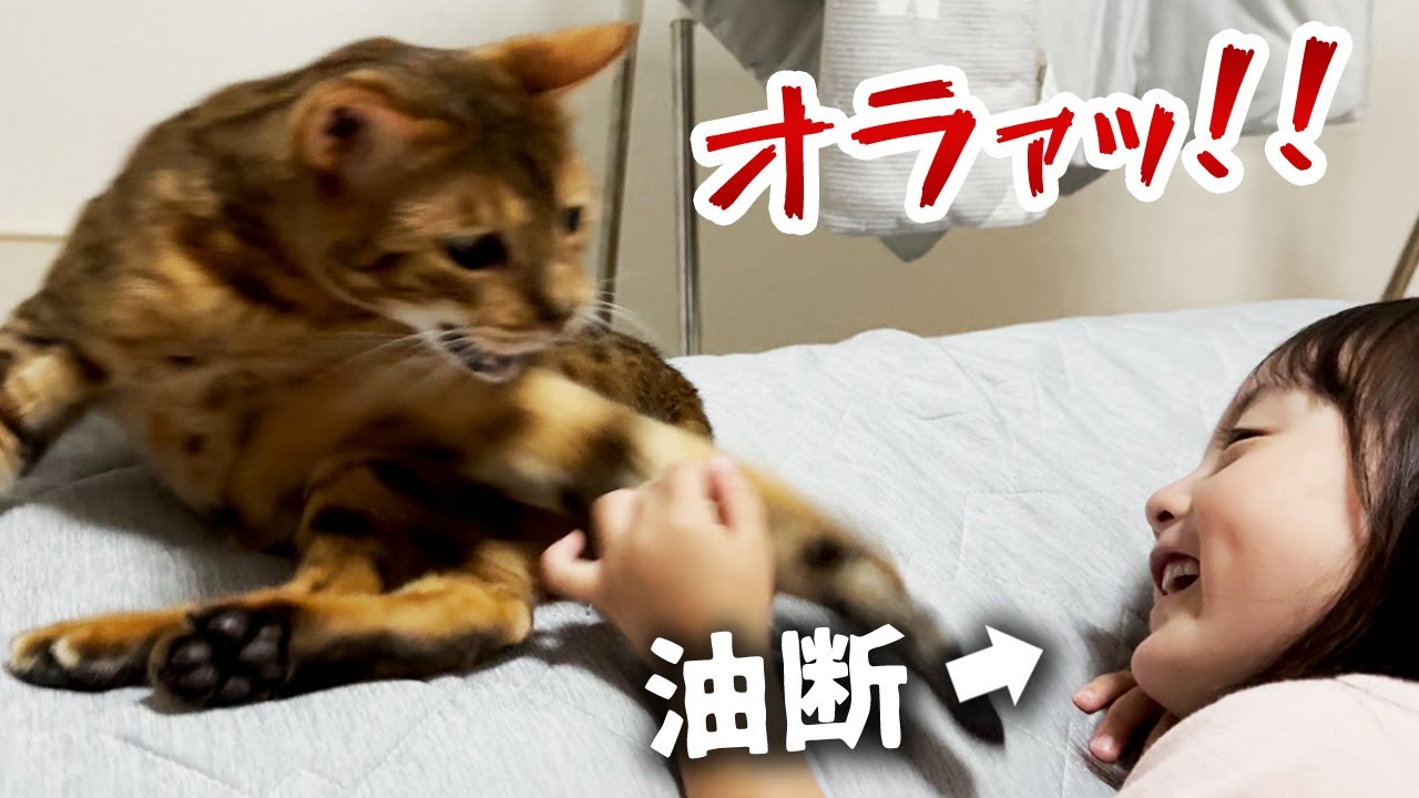 子供は噛まないとたかをくくって尻尾を触っていたら噛まれてしまい深刻な表情を見せる5歳娘