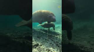 Celebrity Underdogs | Total Grossout 💨 Wealth