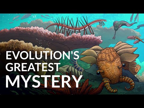 What Caused The Cambrian Explosion?