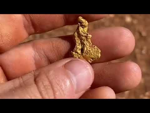 Vídeo: Vara de ouro comum. Características da planta