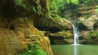 O Chjom Dumajut Zhivotnye Sobaka Sobiraets S