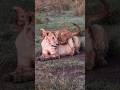 Lioness cute cubs playing #lion #shorts