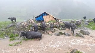 This is Himalayan Village Life in Rainy Time || Most Beautiful Nature With Rural Documentary Video |
