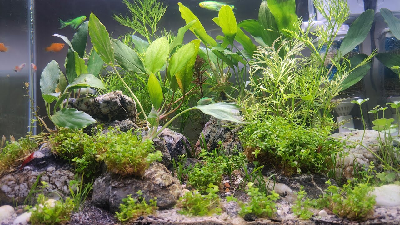 Tank umur 7 hari .. perjuangan bikin montecarlo mengarpet .relaxing video 