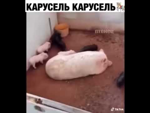 Свинья спит - YouTube