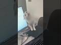 Möchtest du immer noch eine Katze? #cats #cat #funny #katze #kitty #katzen #kätzchen #funnycats