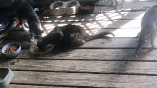 Feeding Tbe Cats