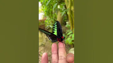 Beautiful Butterflies Shorts Butterfly Farm Cameron Highlands 