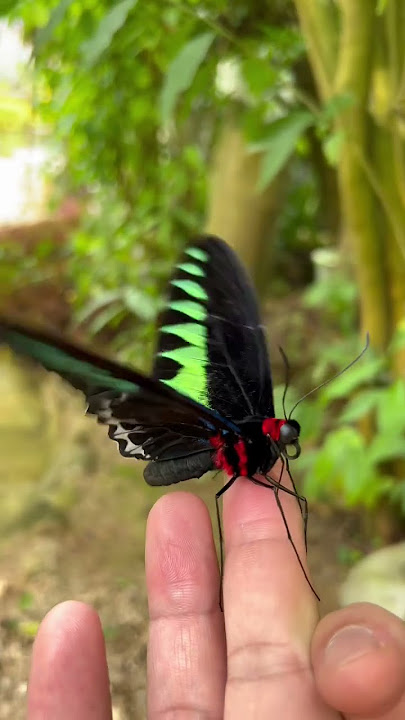 #beautiful butterflies #shorts butterfly farm Cameron highlands