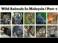 Wild Animals In Malaysia | Part 1