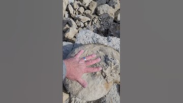 Texas Fossil Hunting - Ammonite Day!