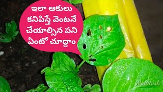Holes in your leaves? Organic spray for cluster bean leaves | solution for holes in bean leaves