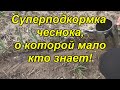 Проведите подкормку чеснока именно так и сами удивитесь урожаю!